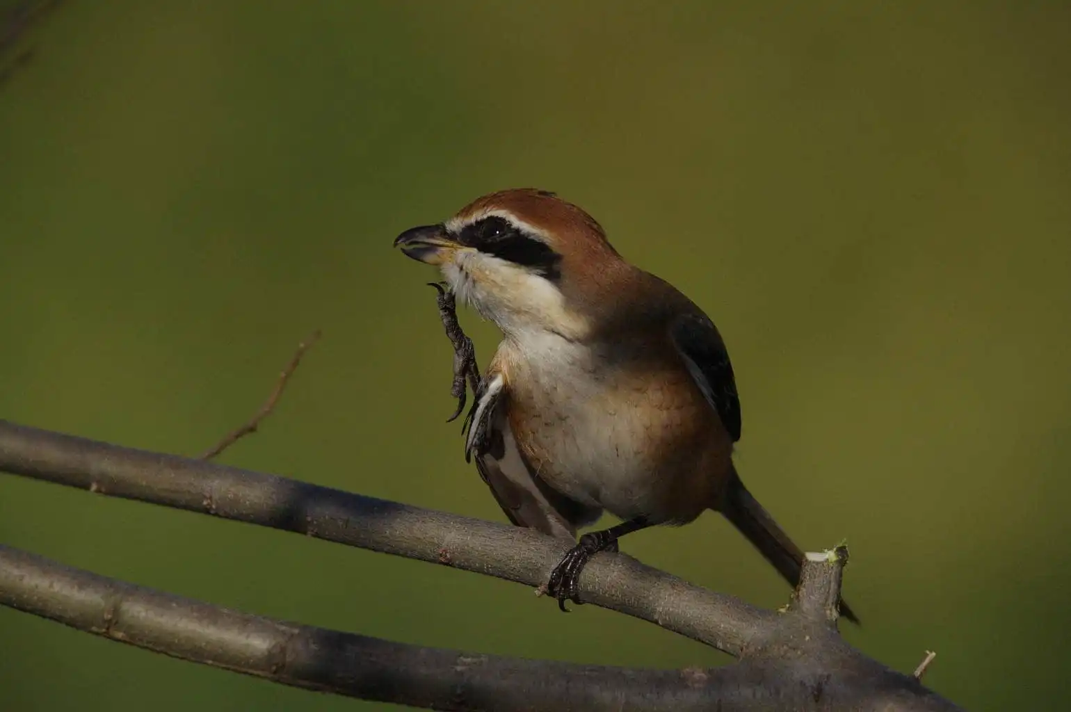 野鳥画像・モズの写真