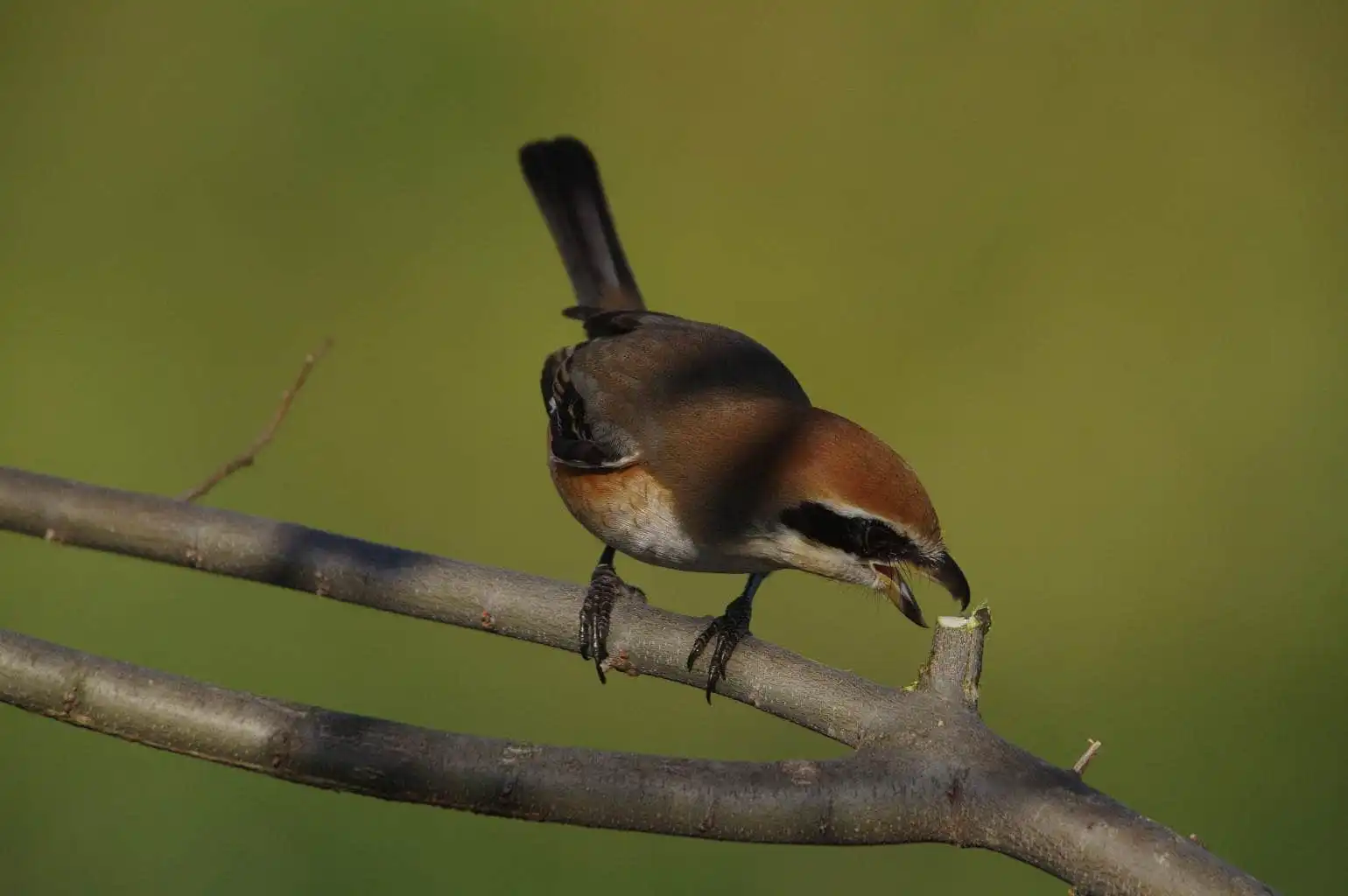 野鳥画像・モズの写真