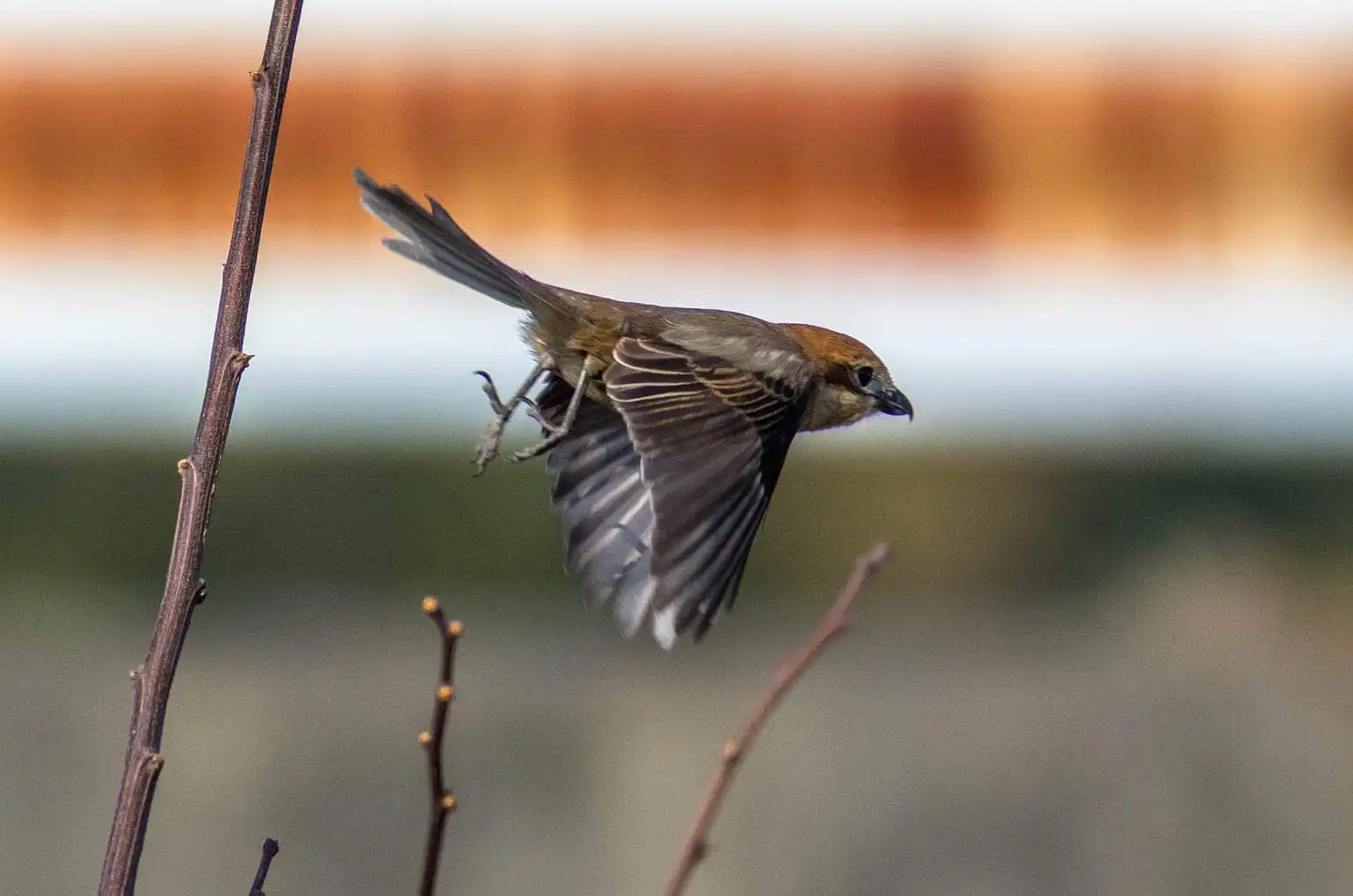 野鳥画像・モズの写真