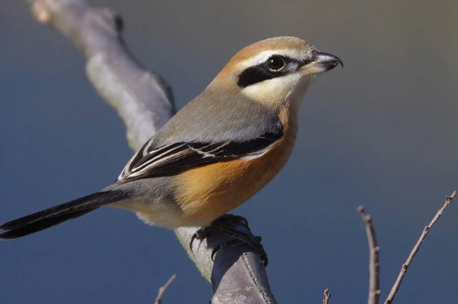 野鳥画像・モズの写真
