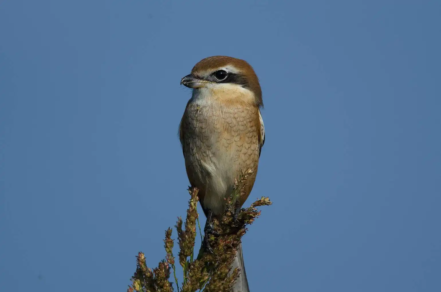 野鳥画像・モズの写真