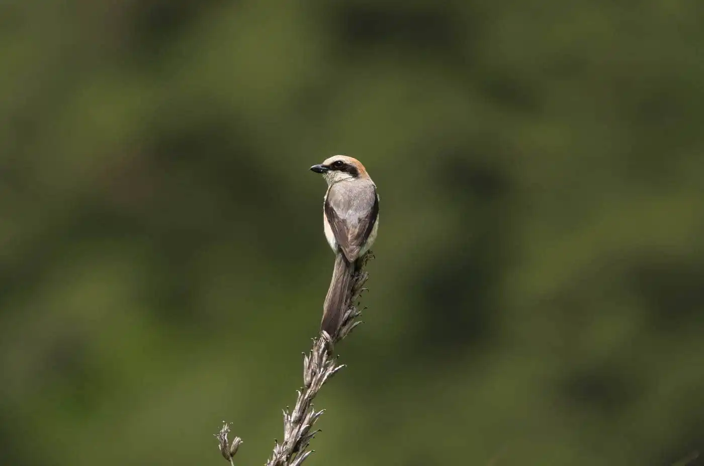 野鳥画像・モズの写真