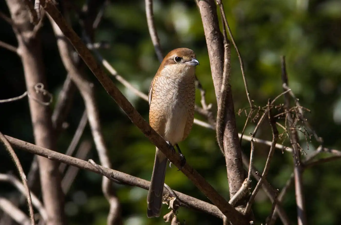 野鳥画像・モズの写真