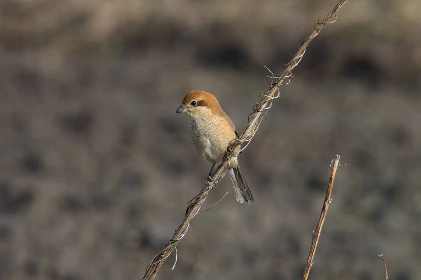 野鳥画像・モズの写真