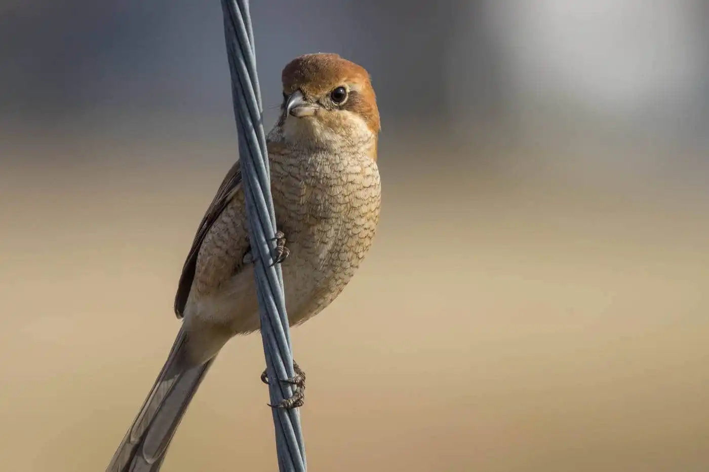 野鳥画像・モズの写真