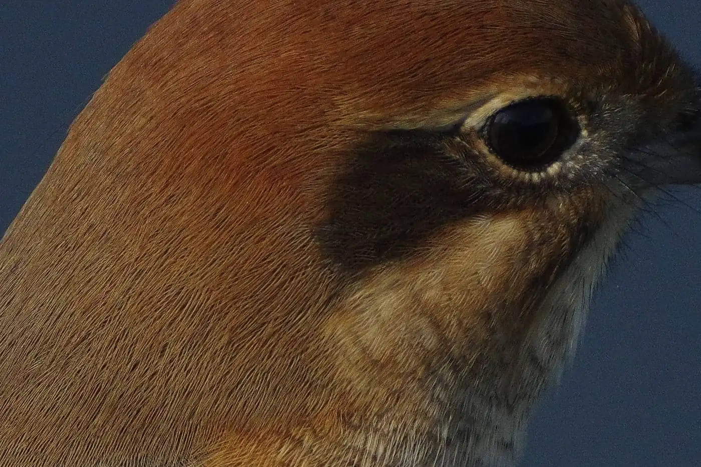 野鳥画像・モズの写真