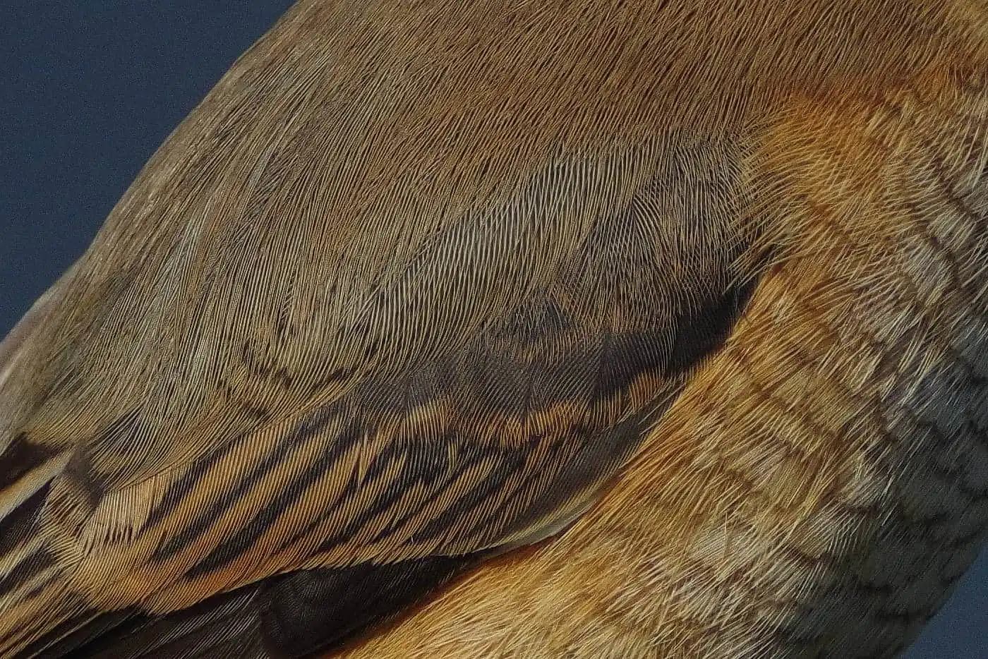 野鳥画像・モズの写真