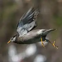 野鳥写真・ムクドリ