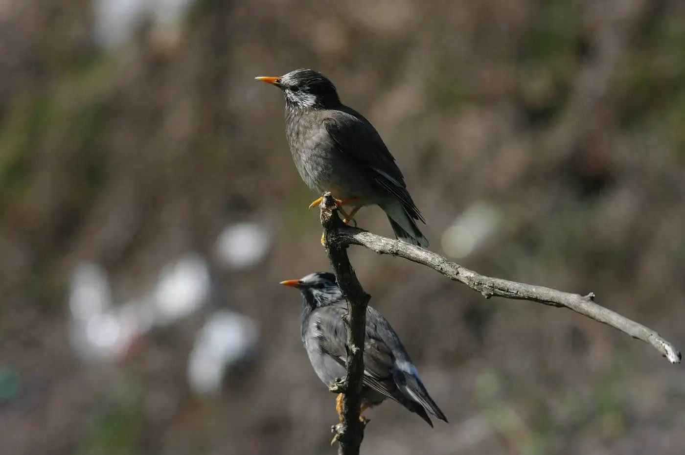 野鳥写真・ムクドリの写真