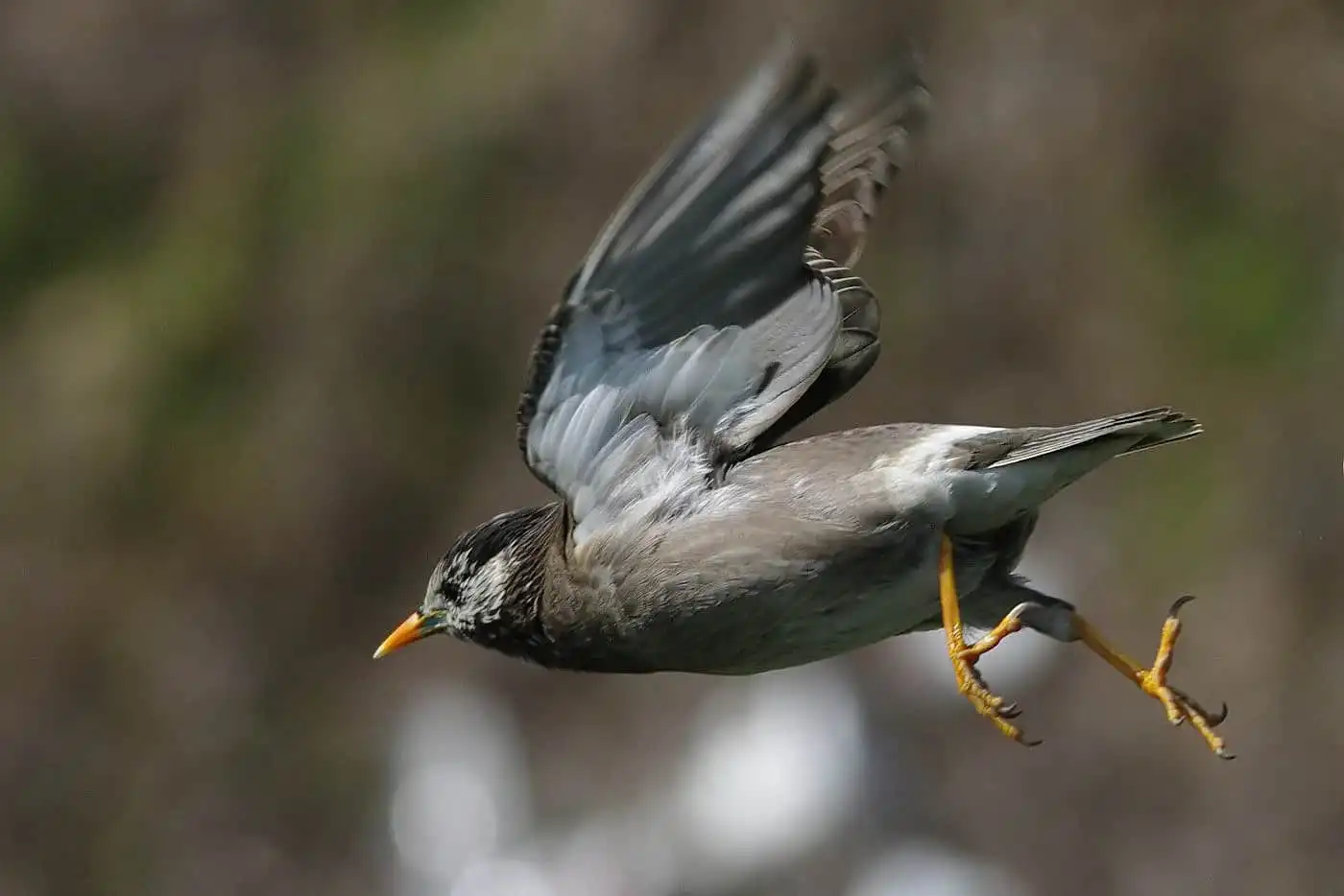 野鳥写真・ムクドリの写真