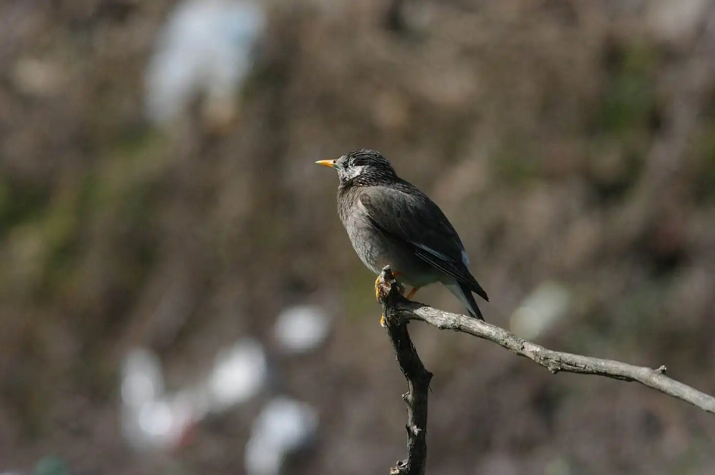 野鳥写真・ムクドリの写真