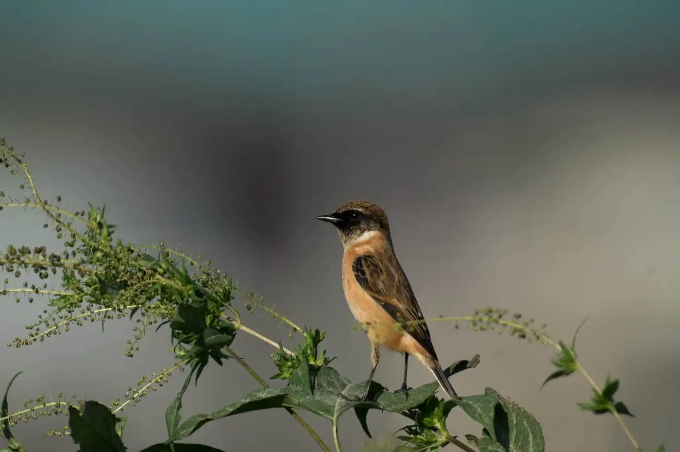 野鳥画像・ノビタキの写真