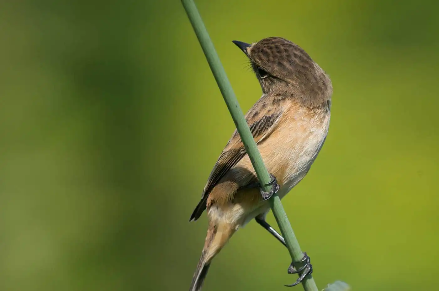 野鳥画像・ノビタキの写真