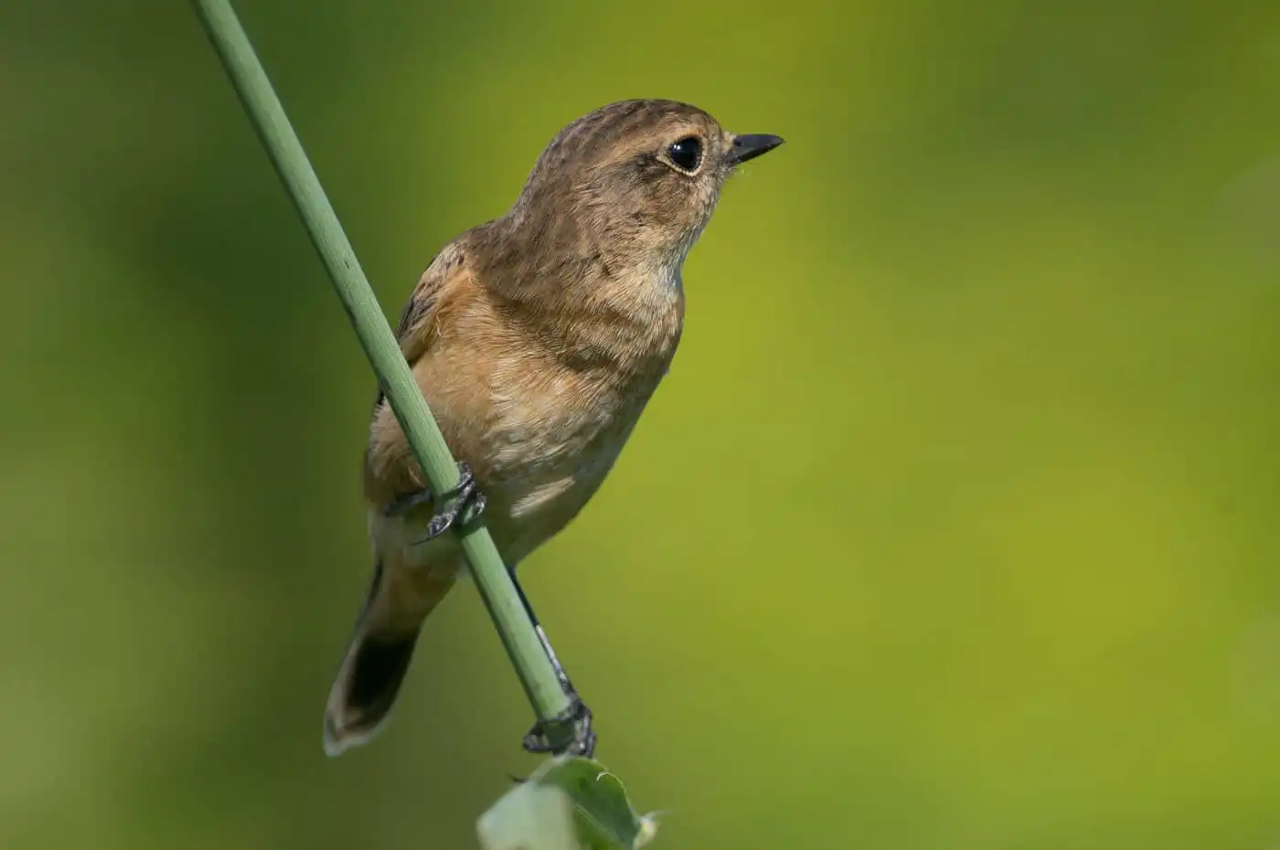 野鳥画像・ノビタキの写真
