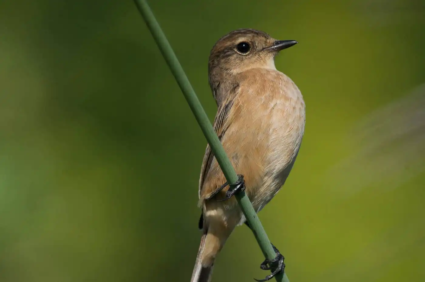 野鳥画像・ノビタキの写真