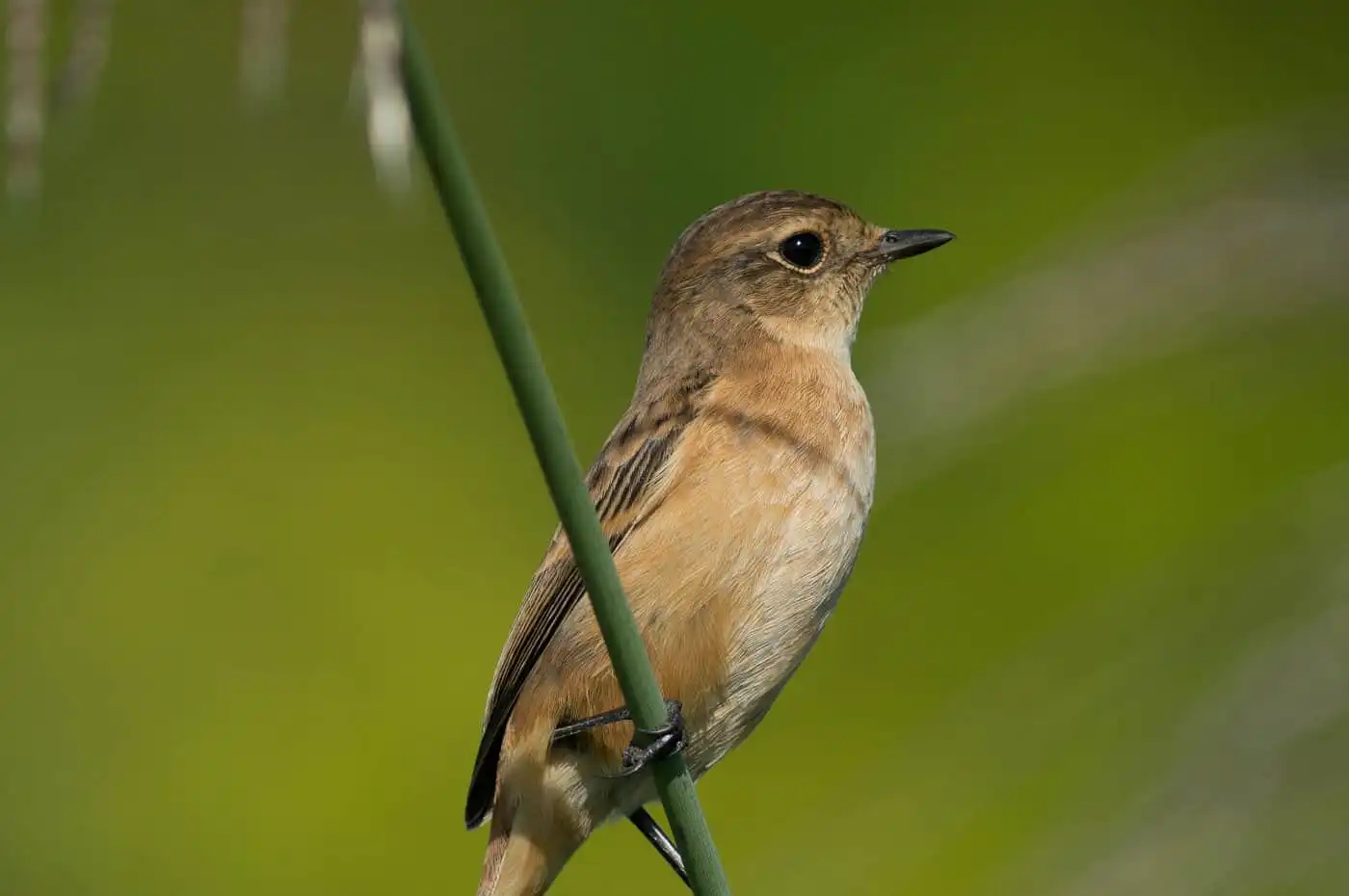 野鳥画像・ノビタキの写真