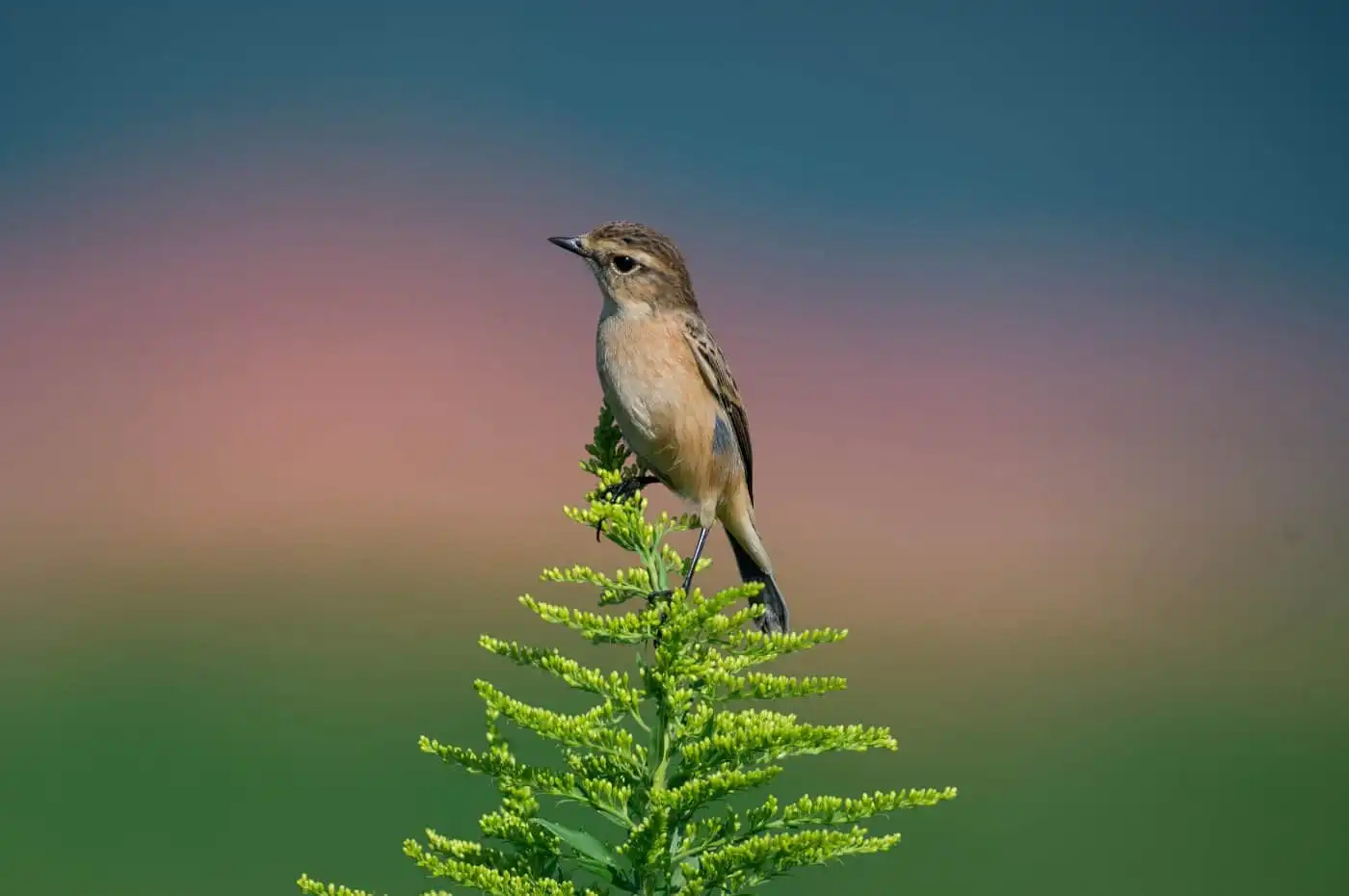 野鳥画像・ノビタキの写真