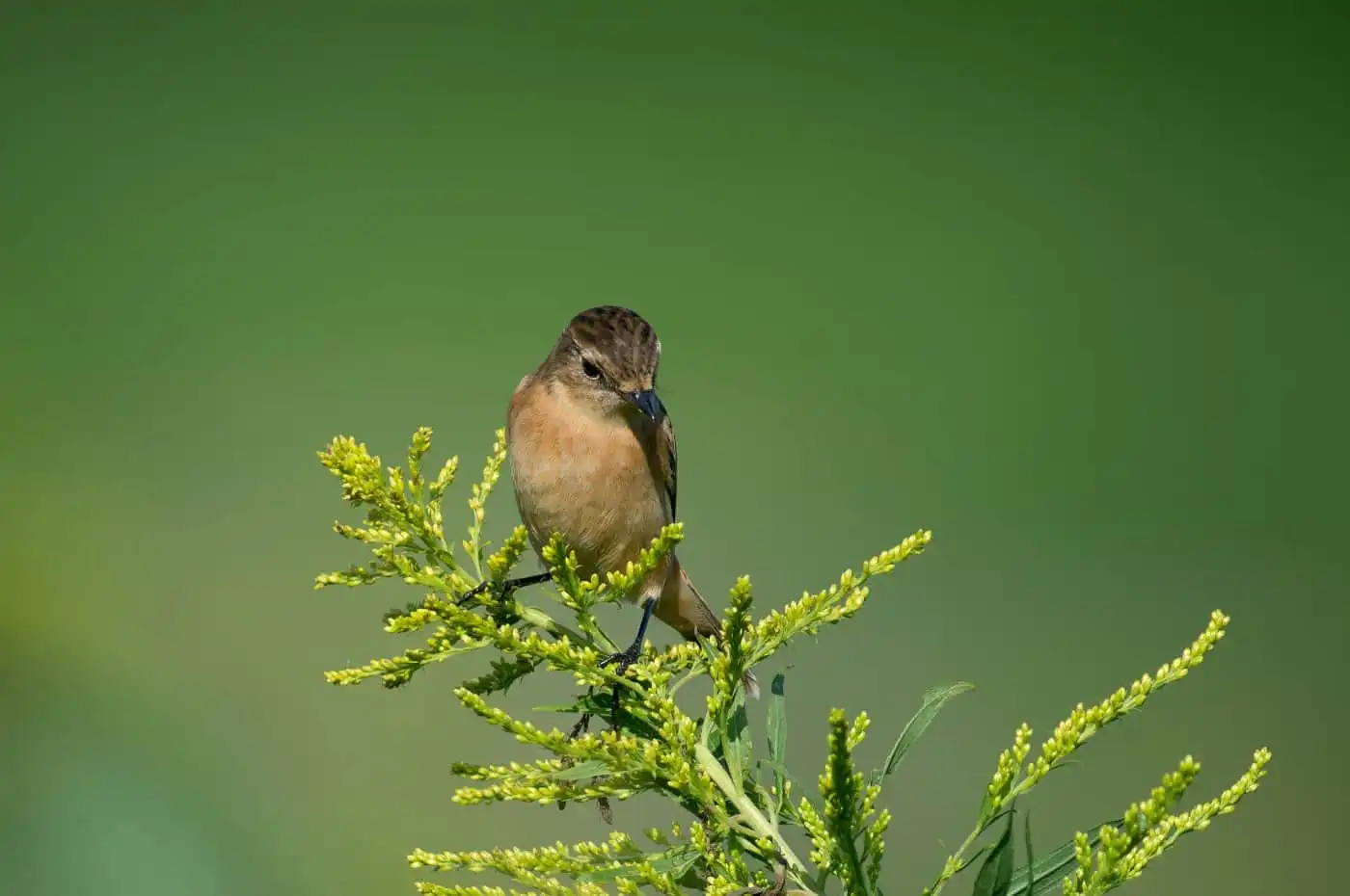 野鳥画像・ノビタキの写真