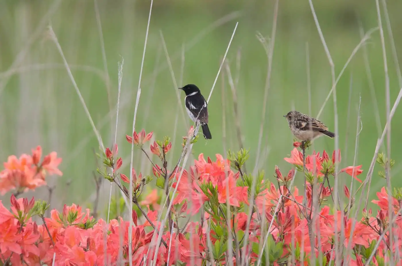 野鳥画像・ノビタキの写真