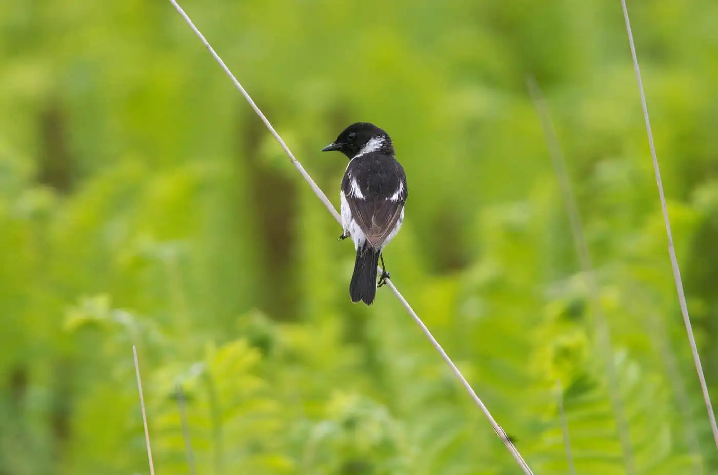 野鳥画像・ノビタキの写真