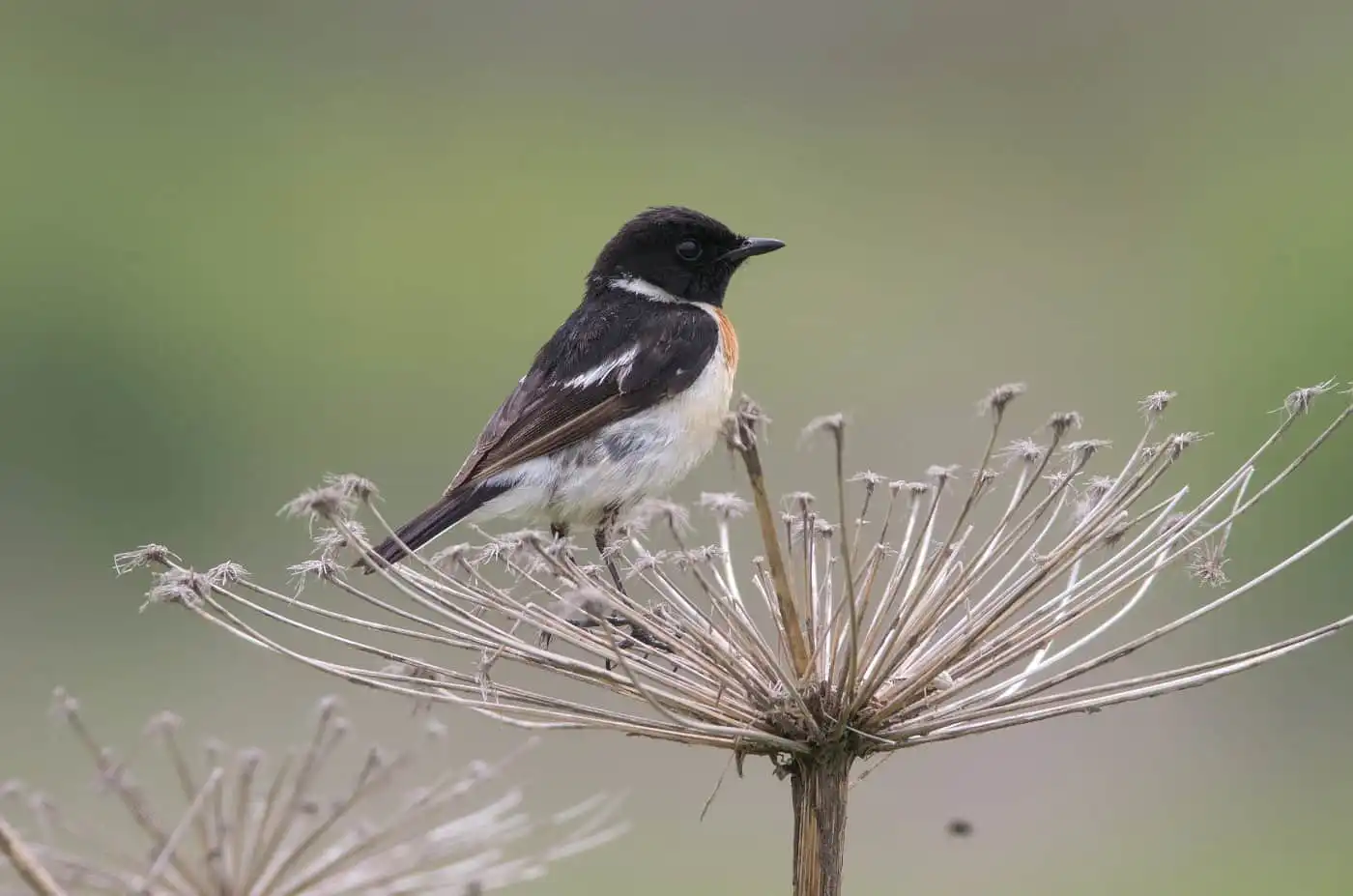 野鳥画像・ノビタキの写真