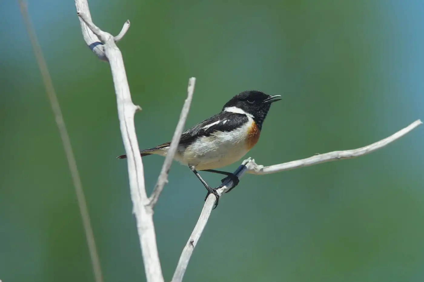 野鳥画像・ノビタキの写真