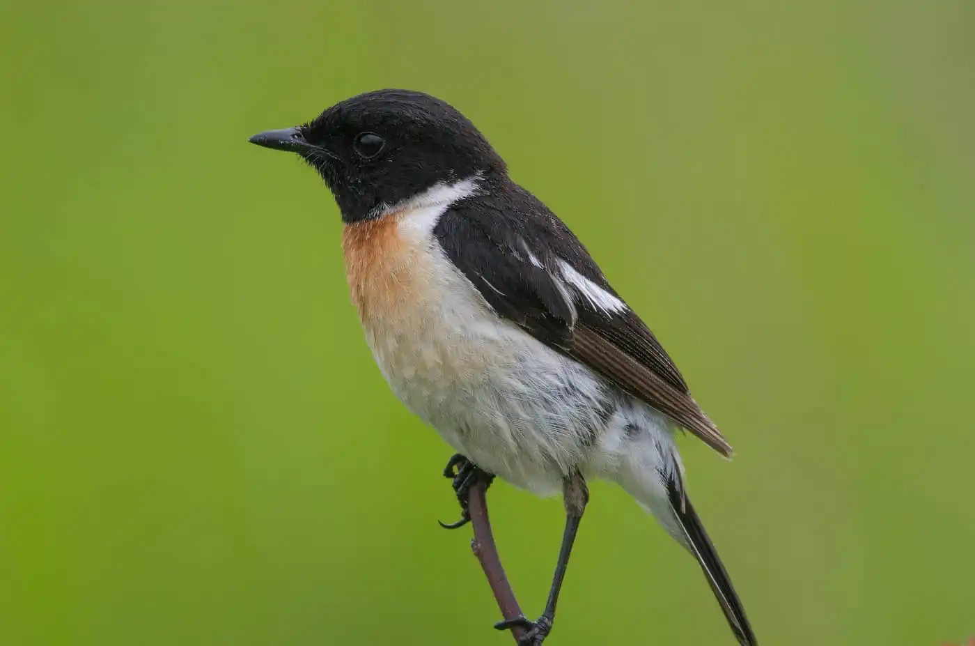 野鳥画像・ノビタキの写真