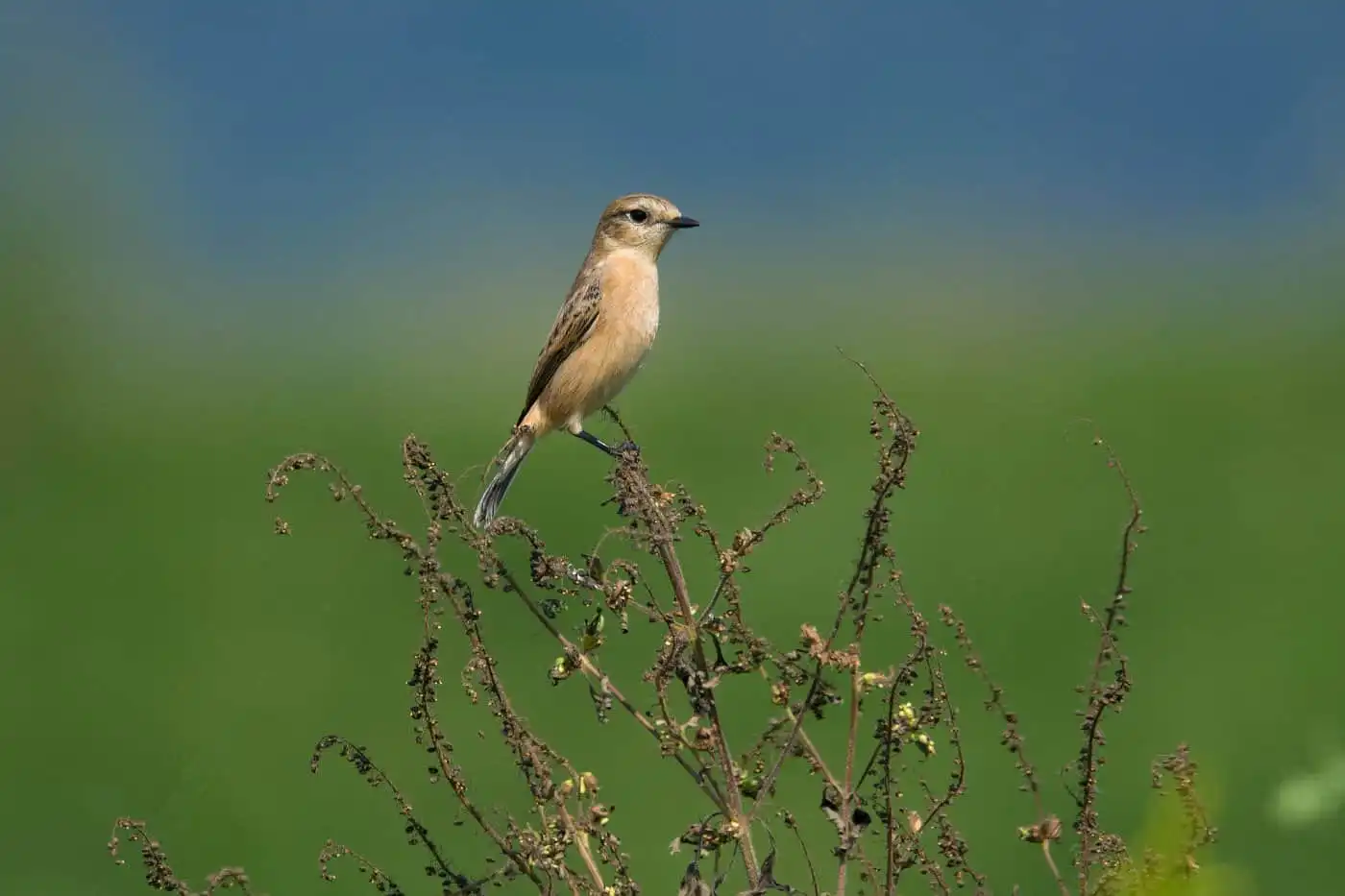 野鳥画像・ノビタキの写真