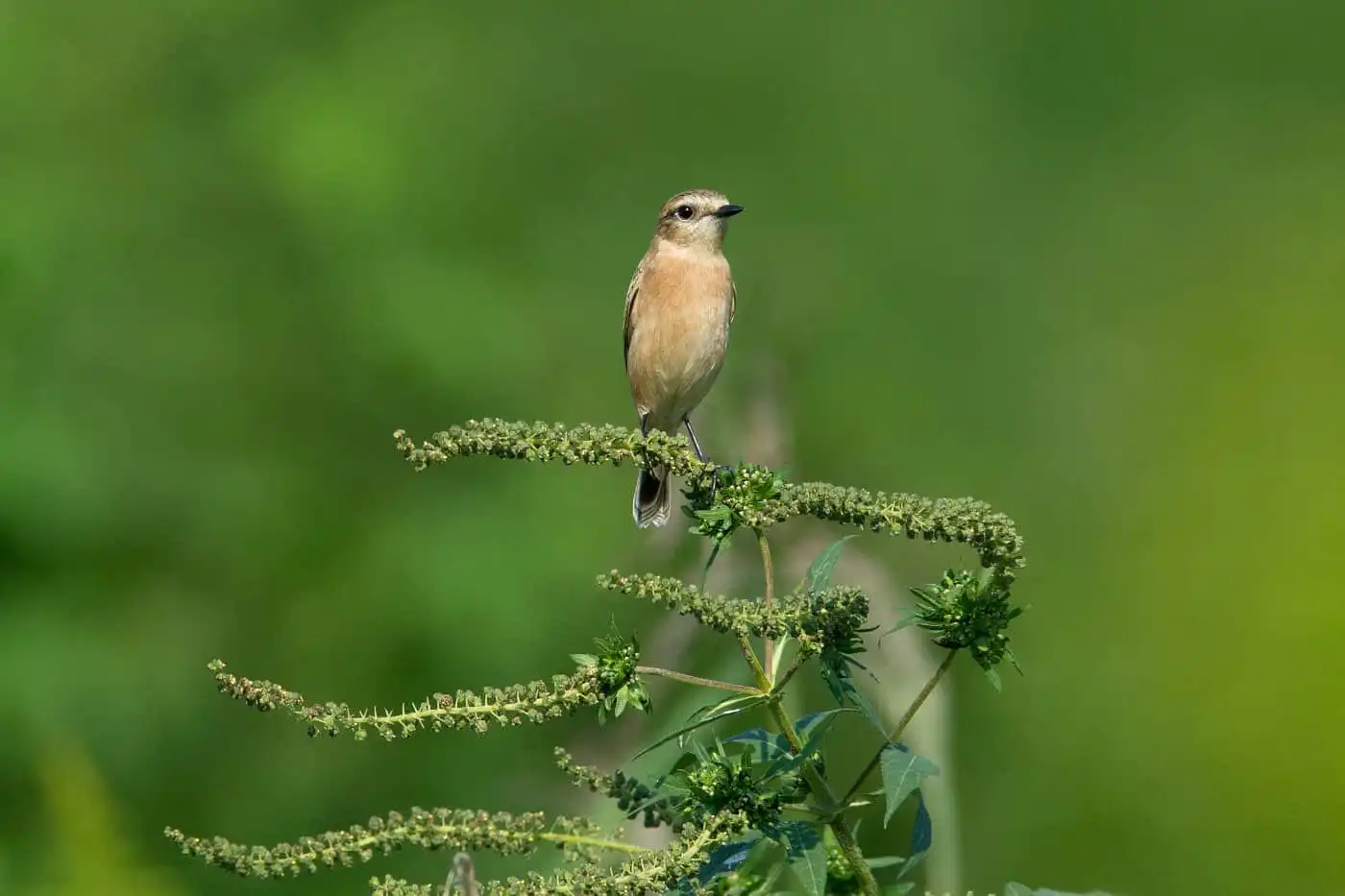 野鳥画像・ノビタキの写真