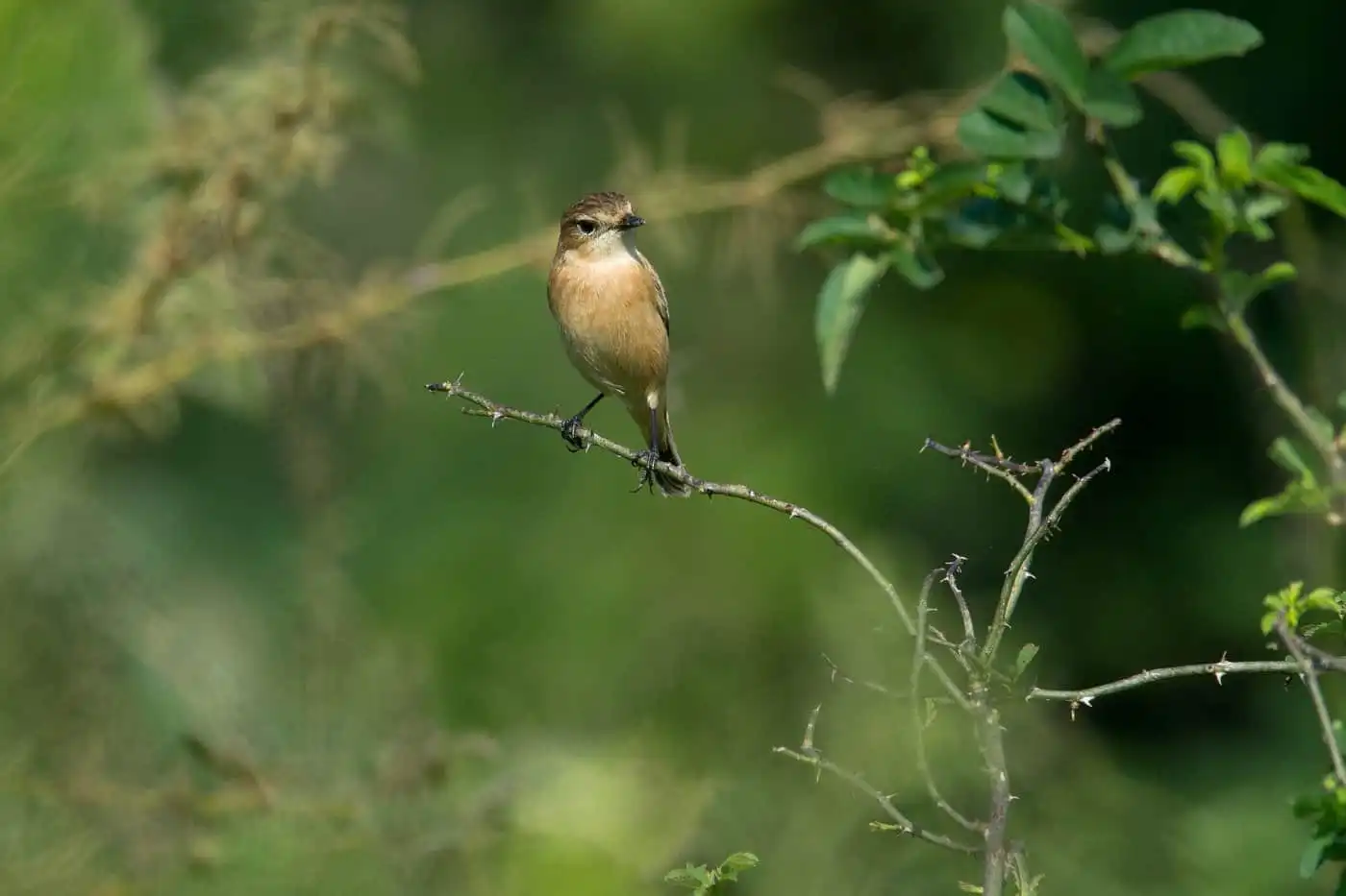 野鳥画像・ノビタキの写真