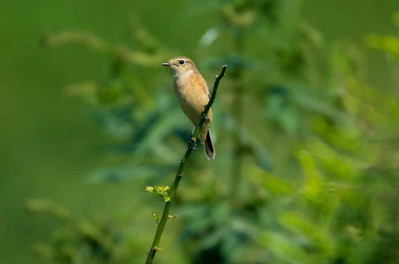 野鳥画像・ノビタキの写真
