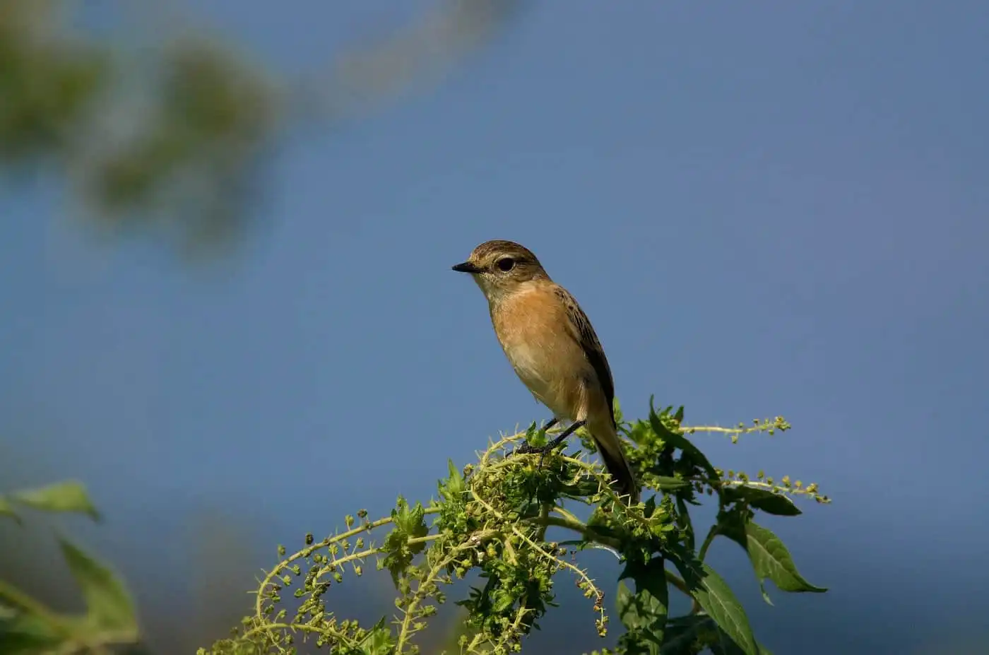 野鳥画像・ノビタキの写真
