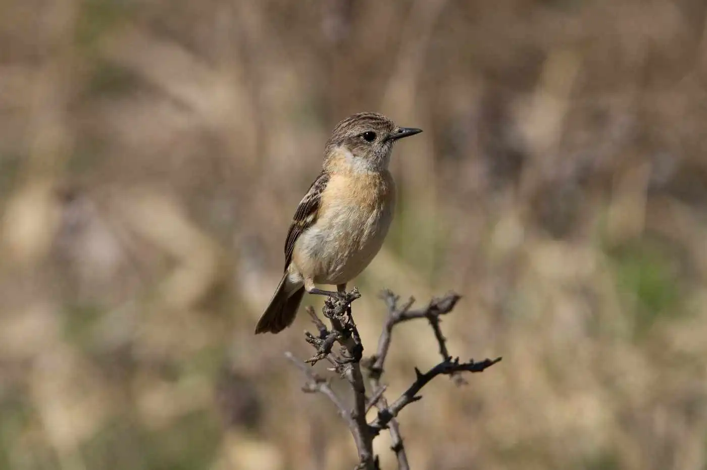 野鳥画像・ノビタキの写真