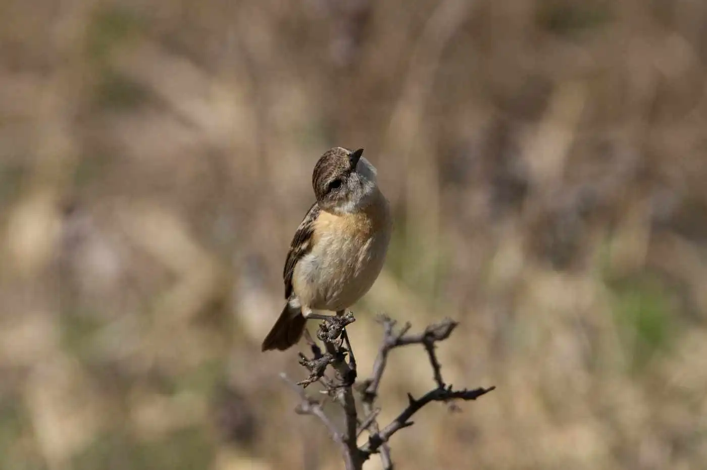 野鳥画像・ノビタキの写真
