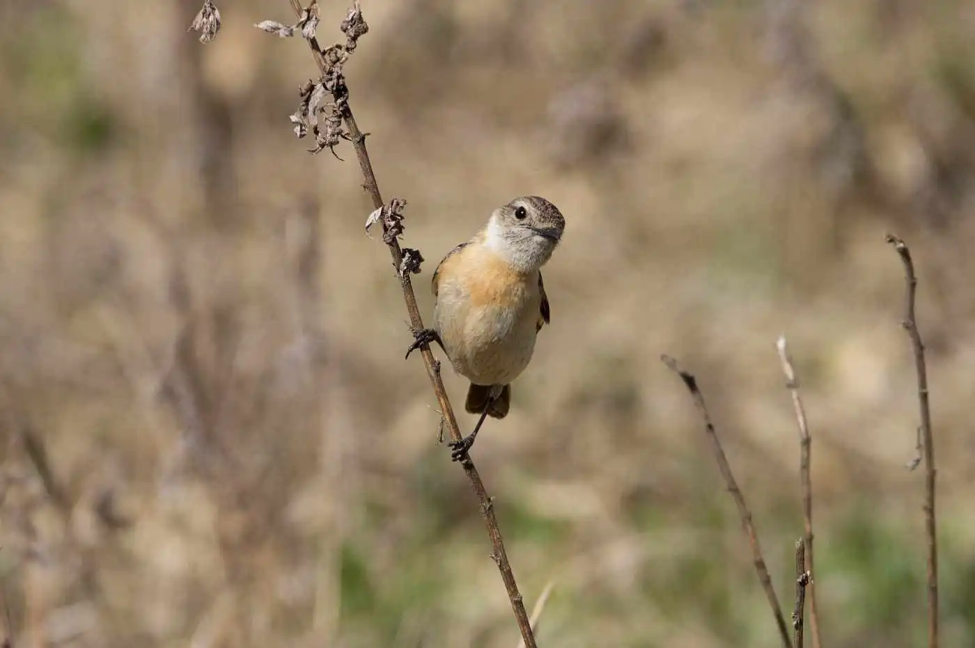 野鳥画像・ノビタキの写真