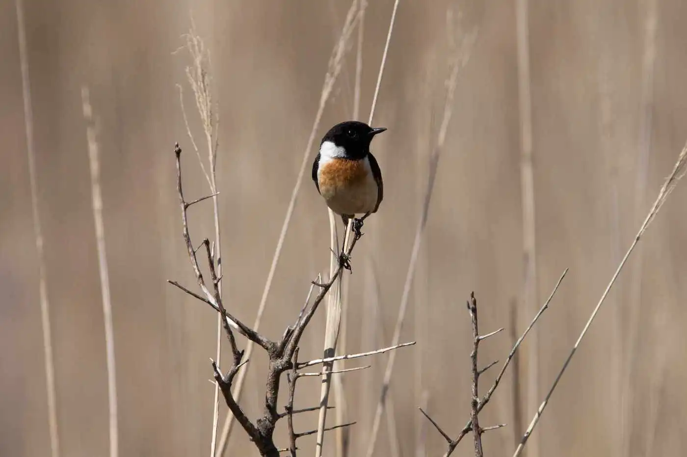 野鳥画像・ノビタキの写真