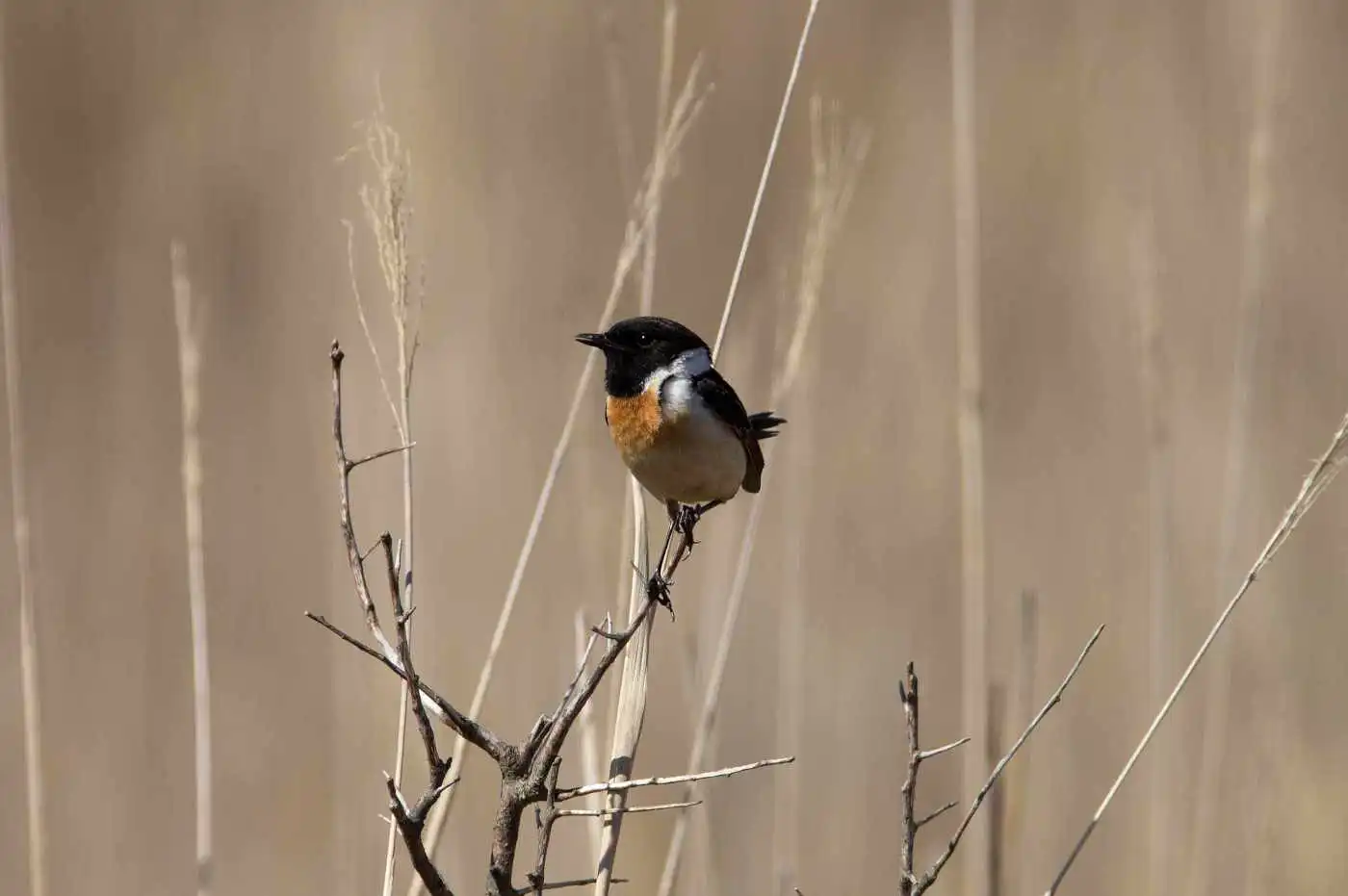 野鳥画像・ノビタキの写真