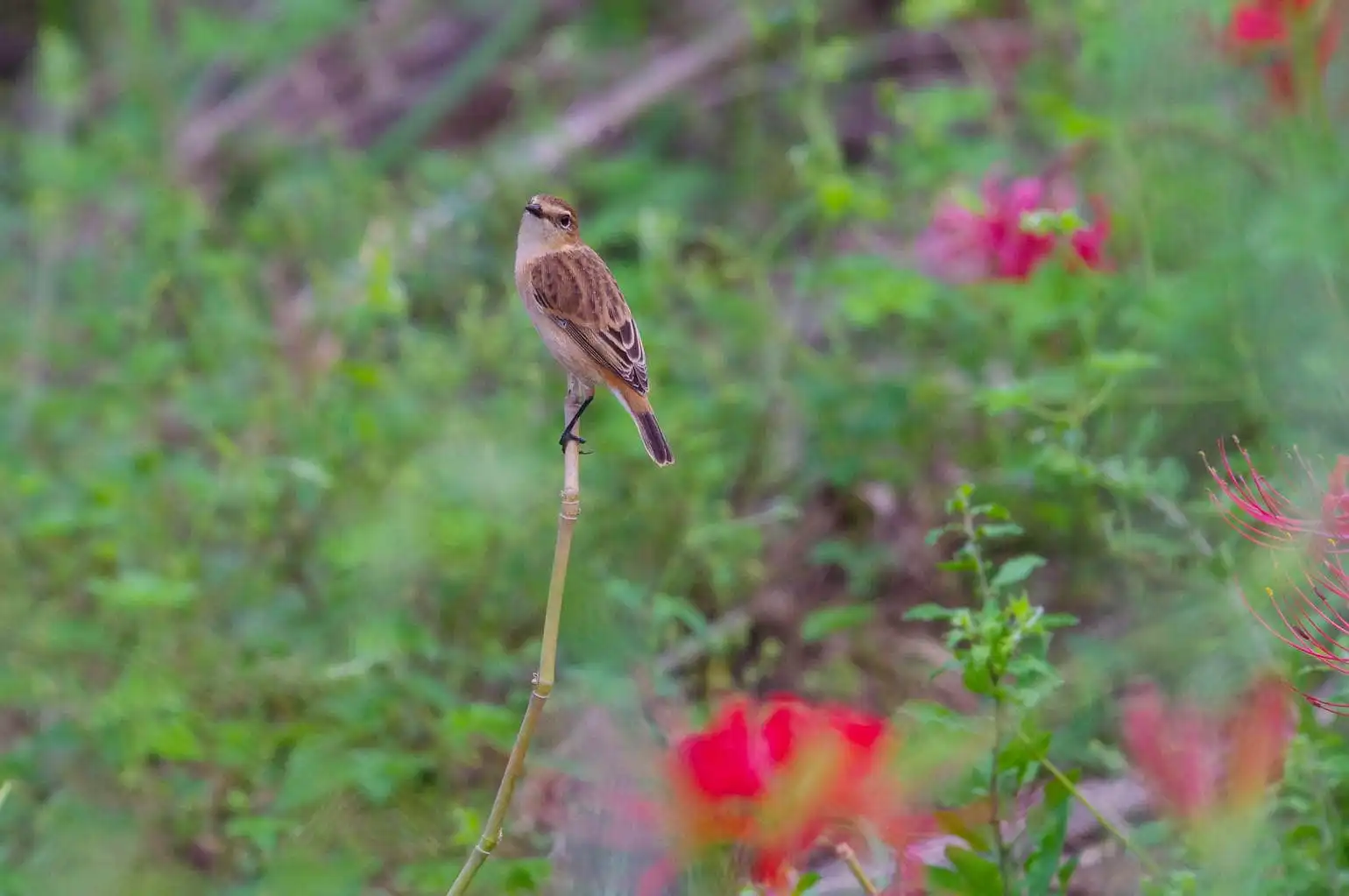 野鳥画像・ノビタキの写真