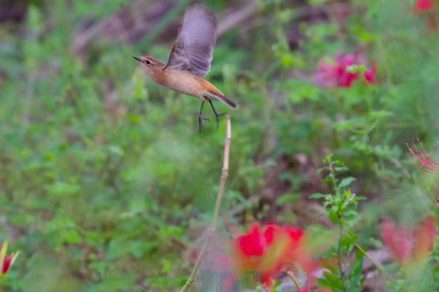 野鳥画像・ノビタキの写真