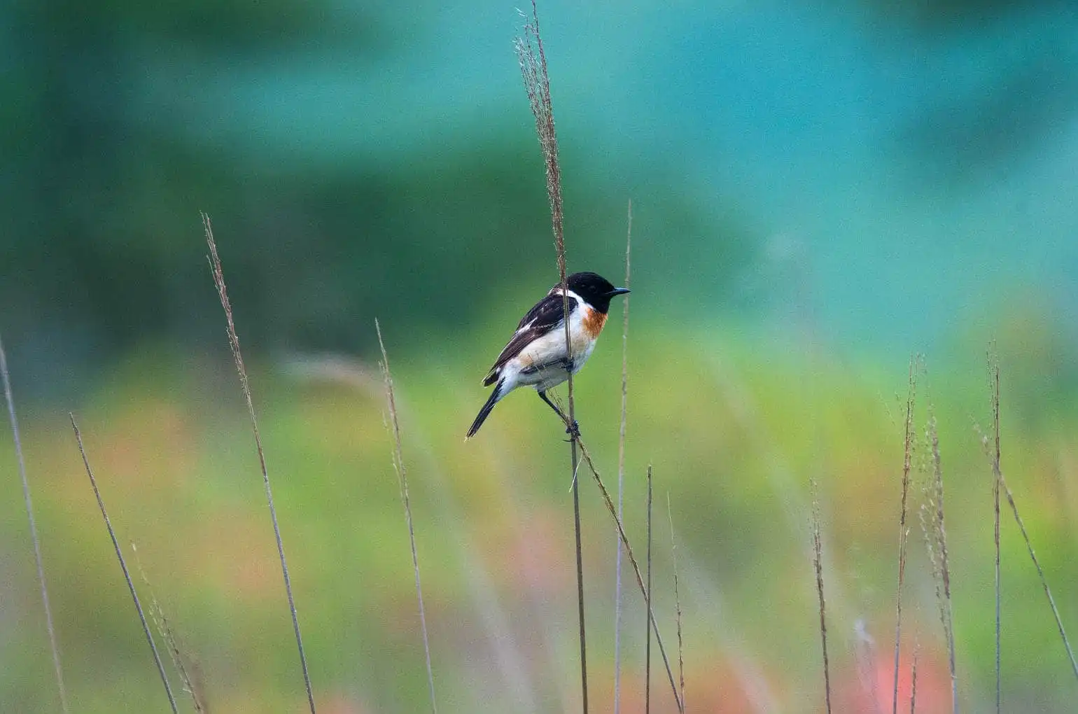野鳥画像・ノビタキの写真
