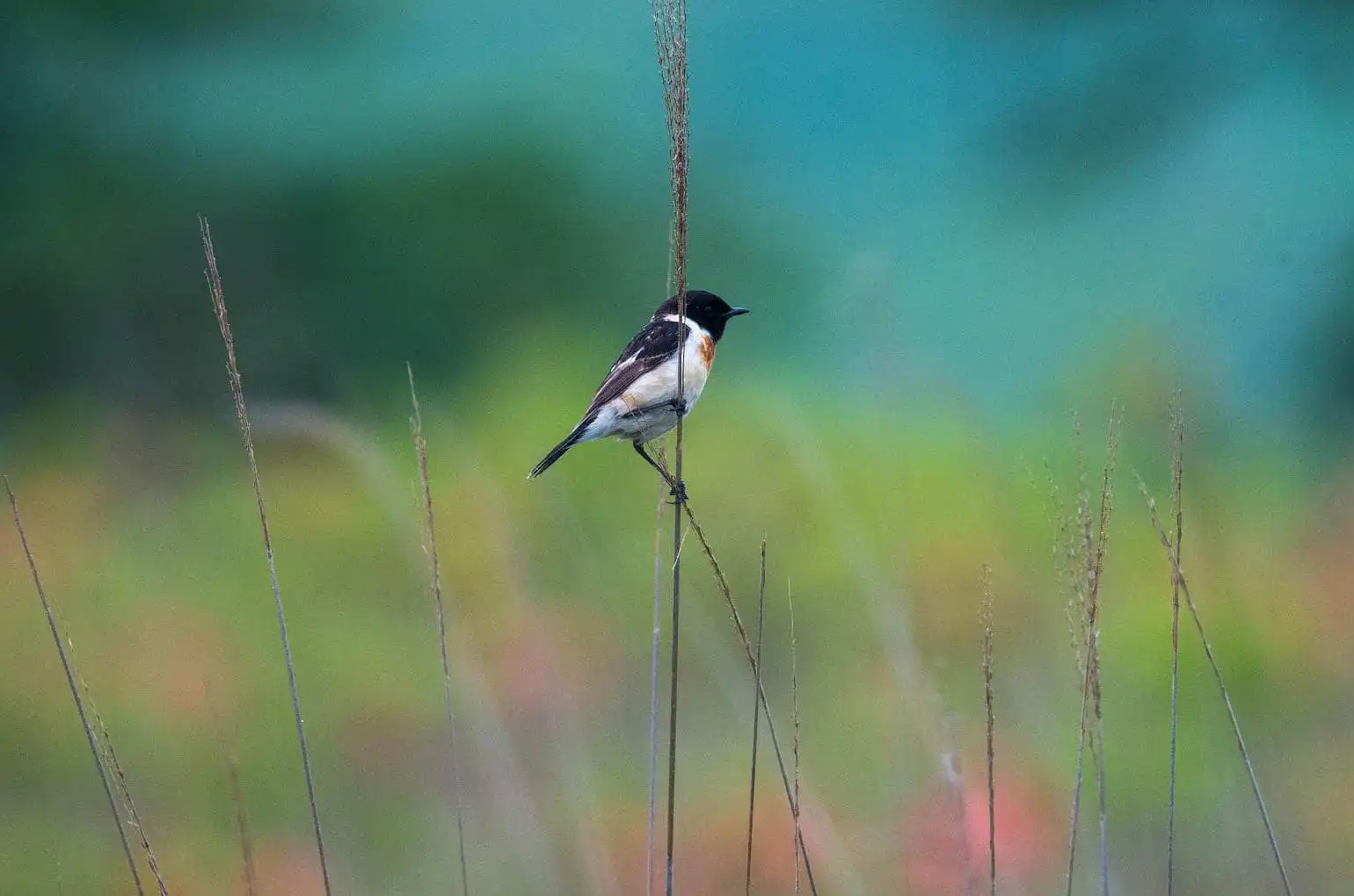 野鳥画像・ノビタキの写真