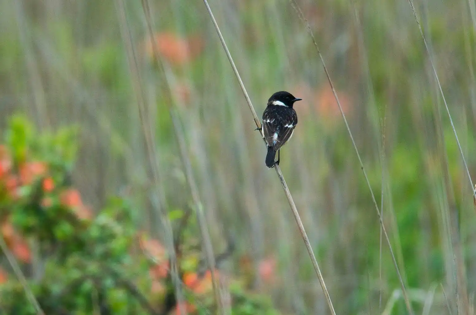 野鳥画像・ノビタキの写真