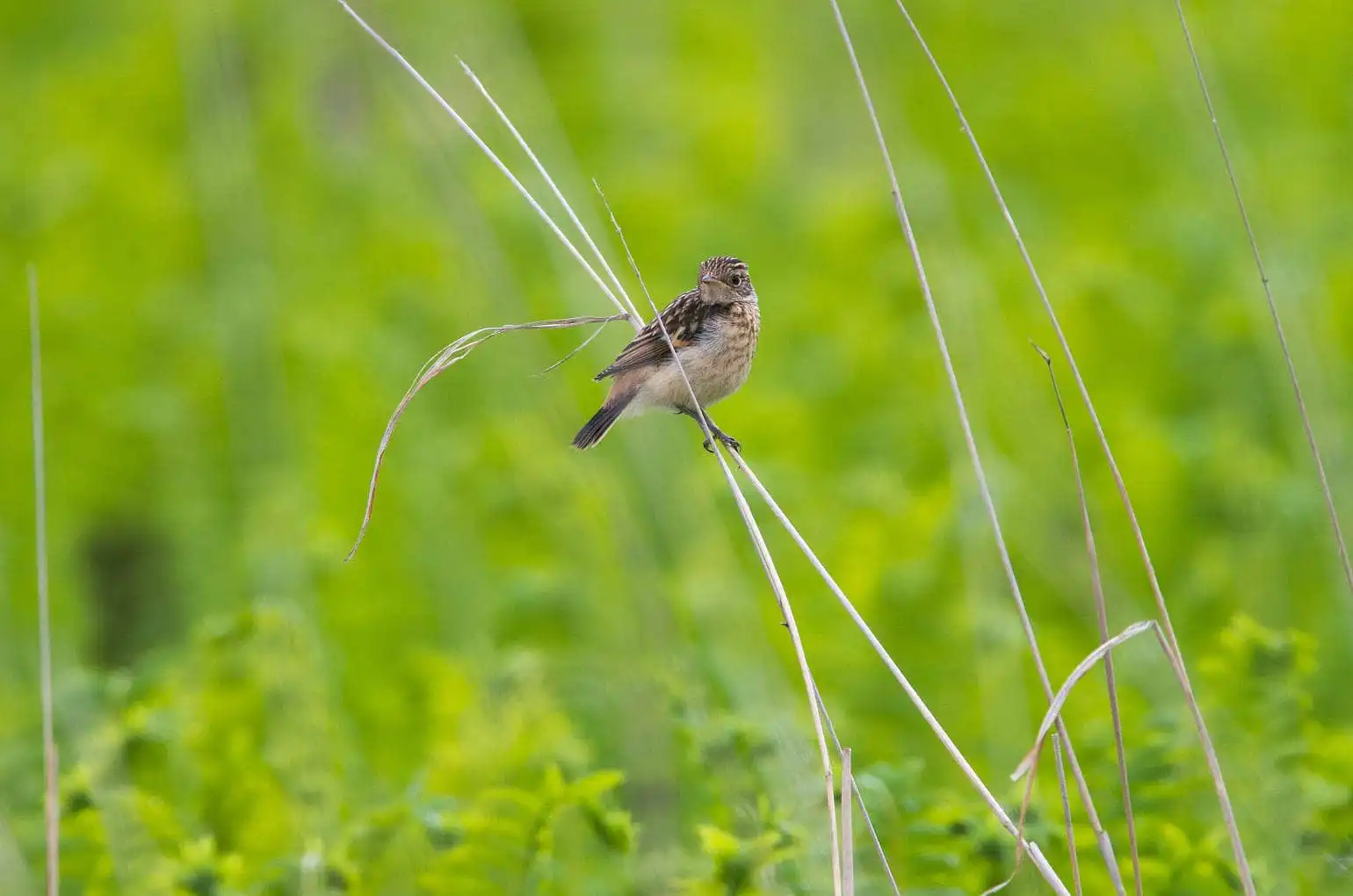 野鳥画像・ノビタキの写真
