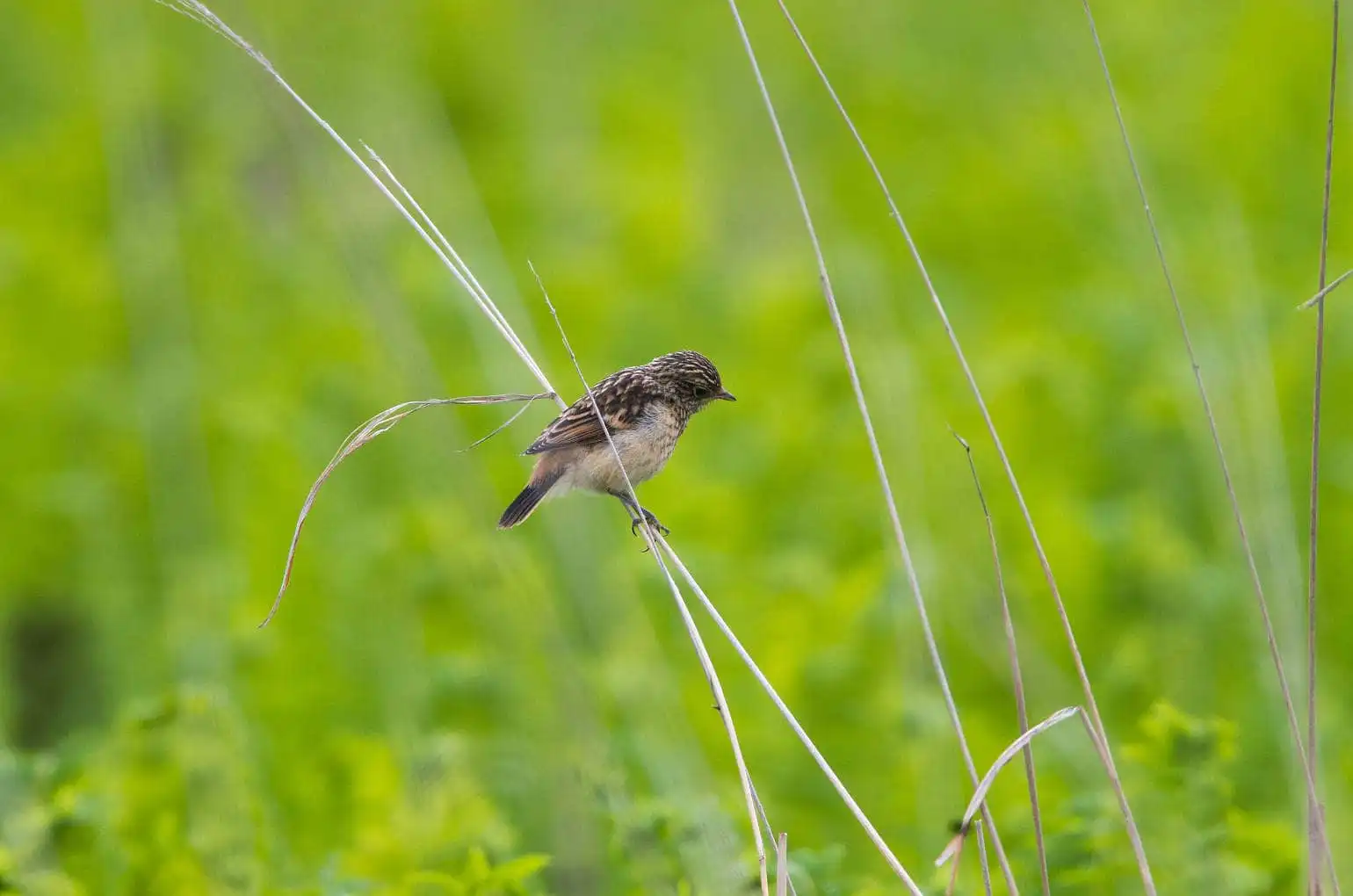 野鳥画像・ノビタキの写真