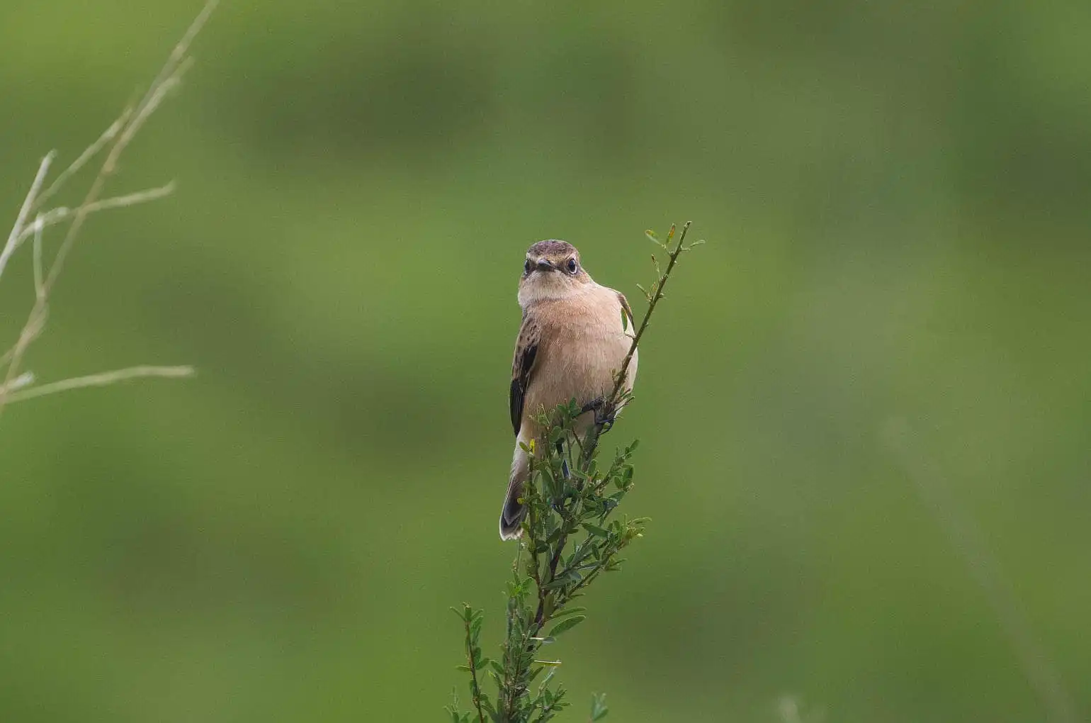 野鳥画像・ノビタキの写真