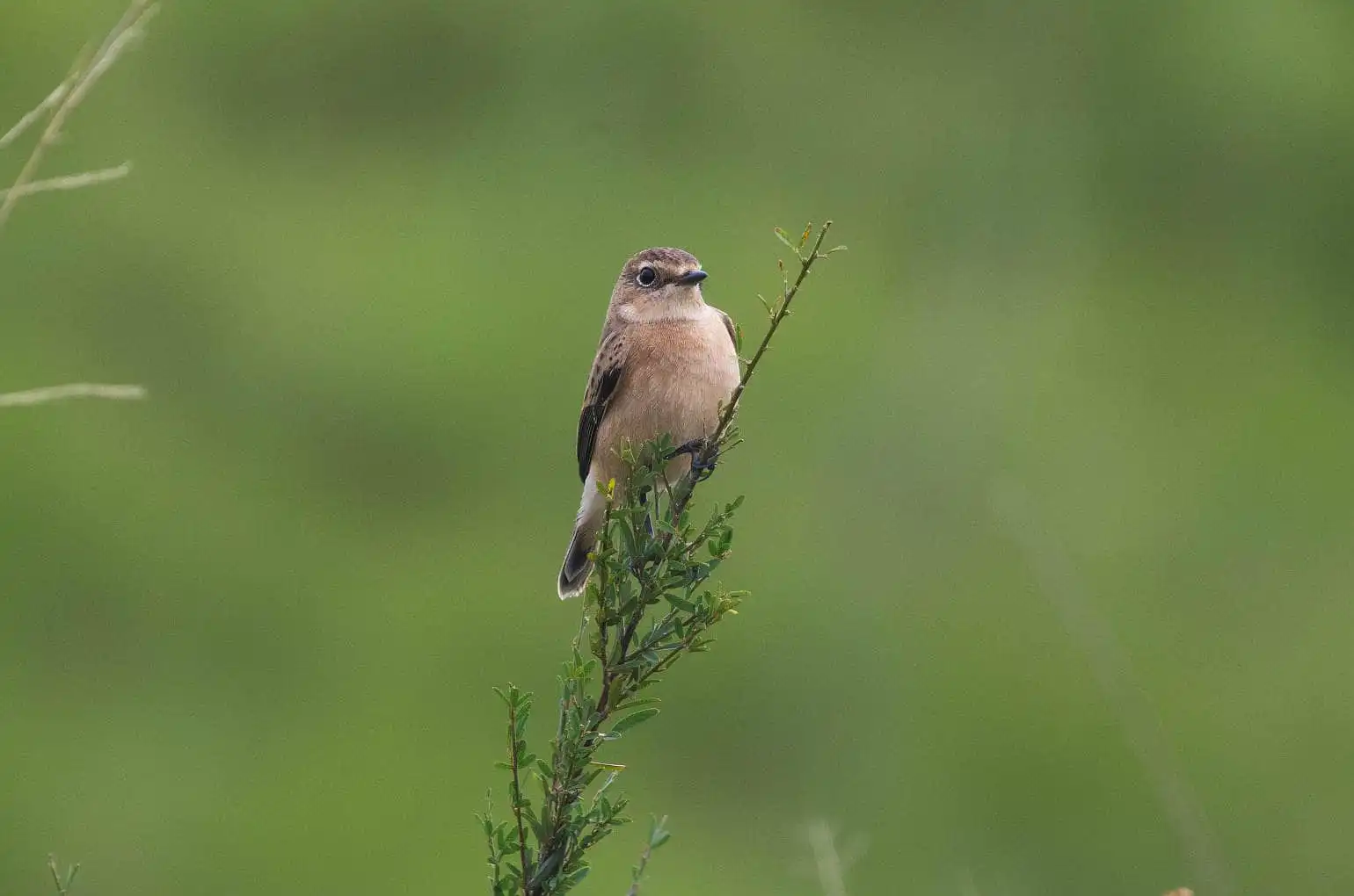 野鳥画像・ノビタキの写真