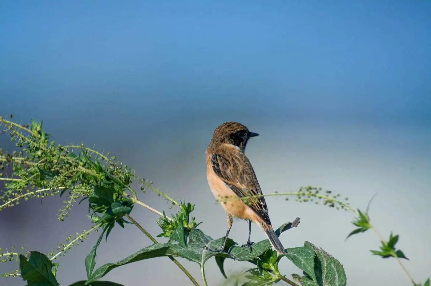 野鳥画像・ノビタキの写真