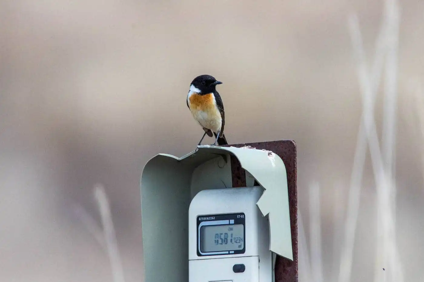 野鳥画像・ノビタキの写真
