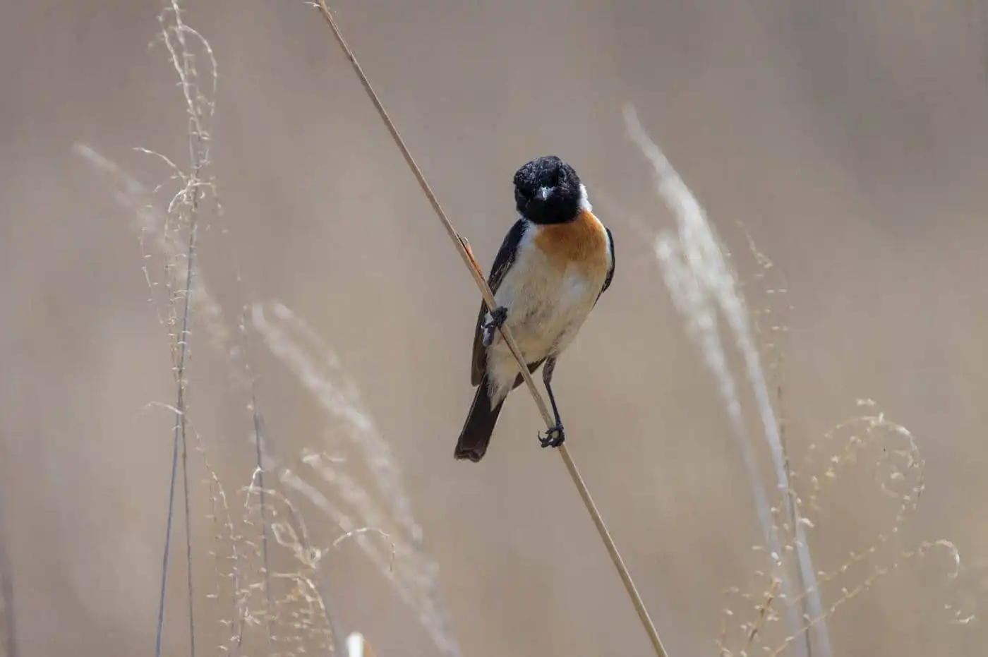 野鳥画像・ノビタキの写真