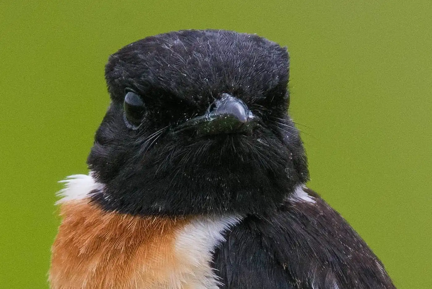 野鳥画像・ノビタキの写真
